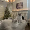 Kittens Up, Florida, Pembroke Pines