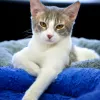 13th Street Cat Rescue, California, San Jose