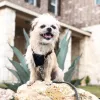 Ruff Life Dog Walking and Pet Sitting, Texas, Austin