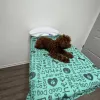 Burlingame Family Pet Hospital, California, Burlingame