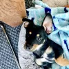 Petco, California, Elk Grove