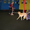 Kim's Dog Coaching, Illinois, Chicago
