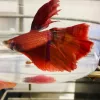 Petco, Hawaii, Virginia Beach