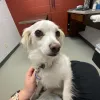 Animal Health Clinic , Tennessee, Manchester