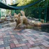 Holly Acres Pet Resort, Florida, Davie