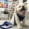 Pawsitive Veterinary, New York, Brooklyn