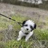 Petco, California, Fair Oaks