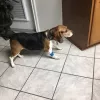 Oak Hills Animal Hospital, Texas, Floresville
