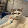 Stevenson Ranch Veterinary Center, California, Stevenson Ranch