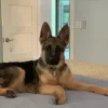 Fleischerheim German Shepherd Breeder, Texas, Dallas