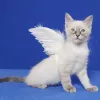 Cat Angels Pet Adoptions, North Carolina, Cary