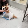 Petco, California, Brentwood
