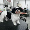 Renee's Pet Grooming Salon, Florida, Orlando