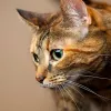 Capital Circle Veterinary Hospital, Florida, Tallahassee