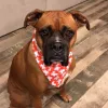Abbi's Grooming, California, Lincoln