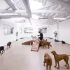 K9 Loft, California, Pasadena