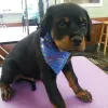 Riverside Pet Grooming, California, Riverside