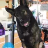Four Oaks Puppy Club, Texas, Columbus