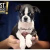 Puppy Boutique Las Vegas, California, Las Vegas
