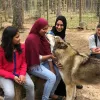 Texas Wolfdog Project & Shelter, Texas, Montgomery