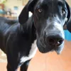 Veterinary Cancer Care, New Mexico, Santa Fe