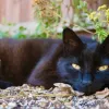 The Cat Doctor, California, Ventura