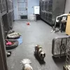 Paw Haven Animal Hospital, Florida, Winter Haven