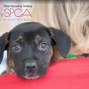 Brandywine Valley SPCA, Maryland, Georgetown