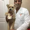 Animal Hospital of Fairfield, New Jersey, Fairfield