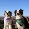 Top Dog Pet Resort, New Mexico, Santa Fe