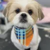 Puppy Pampering Pet Spa, California, Rancho Cucamonga