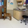 Whitney Veterinary Hospital, Illinois, Peoria
