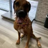 Otto's Pretty Paws, Florida, Oldsmar