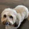 Pawsitively Groomed Pet Salon, California, Burlingame