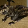 Humane Society of Cobb County, Georgia, Marietta