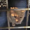 Humane Animal Rescue, Pennsylvania, Pittsburgh