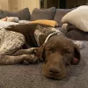 Bark Busters Home Dog Training Henderson & Las Vegas, California, Henderson