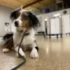 Unleashed Unlimited Dog Training, Texas, Leander