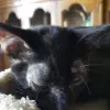 Royal Oaks Veterinary Hospital, Florida, Clermont