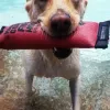 Dog's Day Inn, Texas, Katy