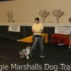 Maggie Marshall Dog Training, Florida, Jacksonville