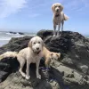 Urban Dogs And Cats, California, Cambria