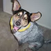North Dallas Veterinary Hospital, Texas, Dallas