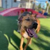 Pet Paradise Wesley Chapel, Florida, Wesley Chapel