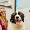 Walnut Creek Veterinary Clinic, Nebraska, Papillion