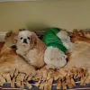 Sleepy Dog Veterinary, Massachusetts, Arlington