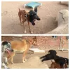Sirius Fun Doggy Daycare at West Ridge, Colorado, Greeley