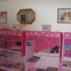 A Purrfect Place Cattery, Washington, Marysville