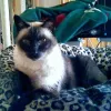Favorite Friends Petsitters, California, Laguna Niguel