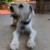 Lucky Dog Grooming, Texas, Austin